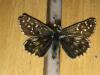 179570 – Photo : Limenitis78 – France (73)